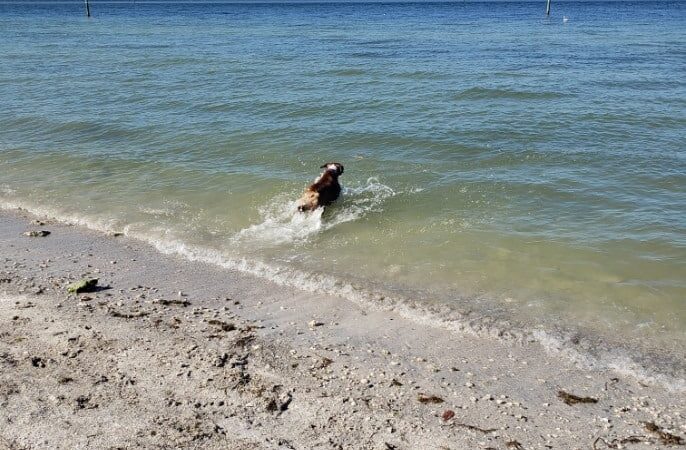 Dog Beach at Picnic Island Park - Tampa, FL