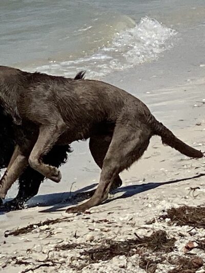 Dog Beach at Picnic Island Park - Tampa, FL