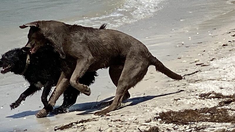 Dog Beach at Picnic Island Park - Tampa, FL