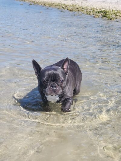 Dog Beach at Picnic Island Park - Tampa, FL