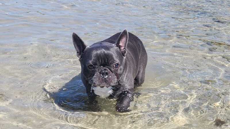 Dog Beach at Picnic Island Park - Tampa, FL