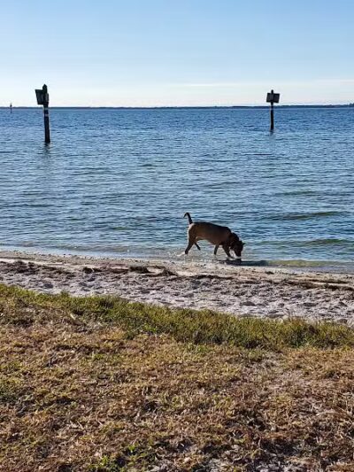 Dog Beach at Picnic Island Park - Tampa, FL
