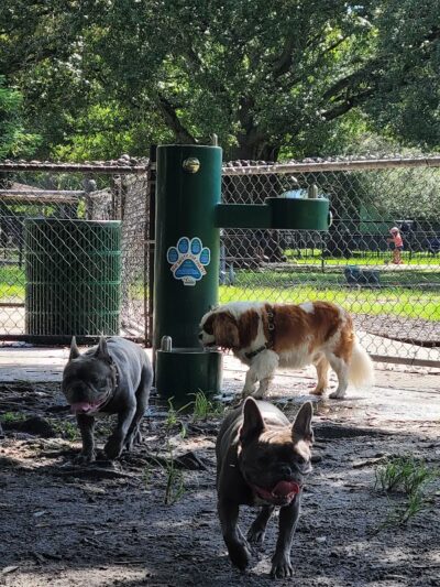 Dog Park at Al Lopez Park - Tampa, FL