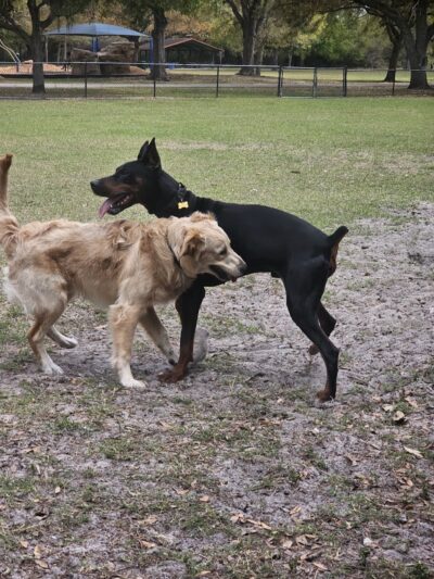 Dog Park at Al Lopez Park - Tampa, FL