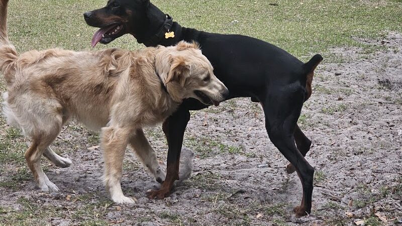 Dog Park at Al Lopez Park - Tampa, FL