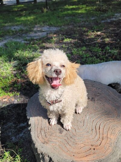 Dog Park at Al Lopez Park - Tampa, FL