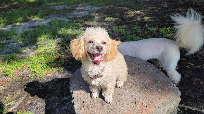 Dog Park at Al Lopez Park - Tampa, FL
