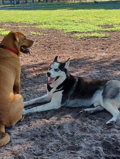 Dog Park at Al Lopez Park - Tampa, FL