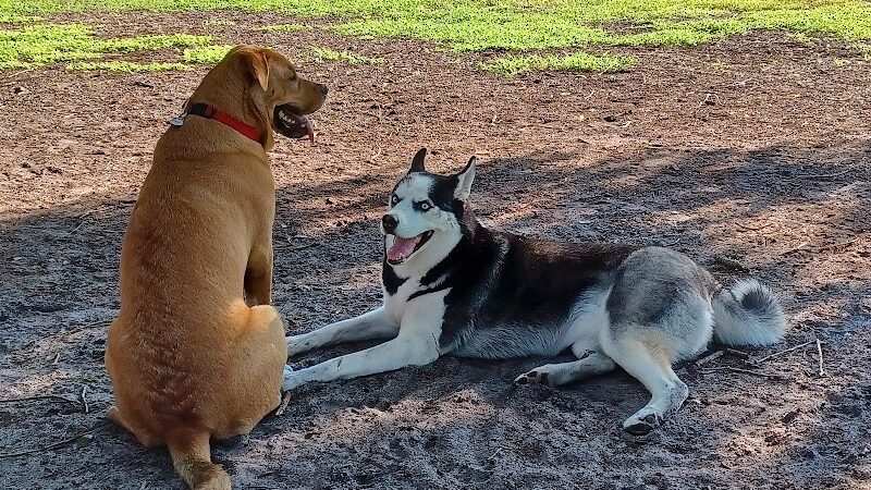 Dog Park at Al Lopez Park - Tampa, FL