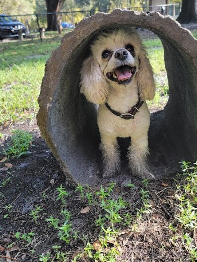 Dog Park at Al Lopez Park - Tampa, FL