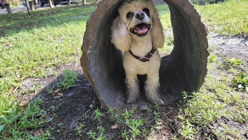 Dog Park at Al Lopez Park - Tampa, FL