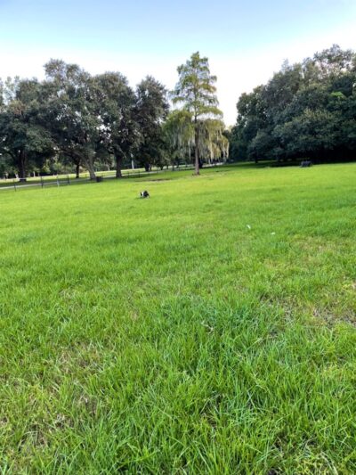 Dog Park at Al Lopez Park - Tampa, FL