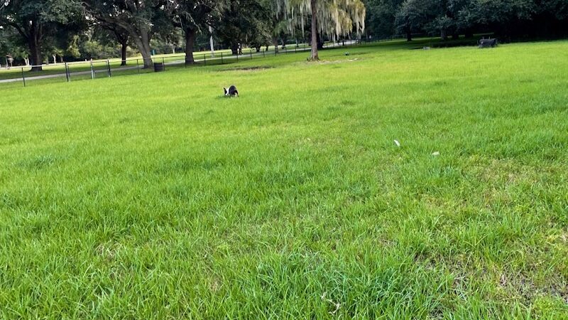 Dog Park at Al Lopez Park - Tampa, FL