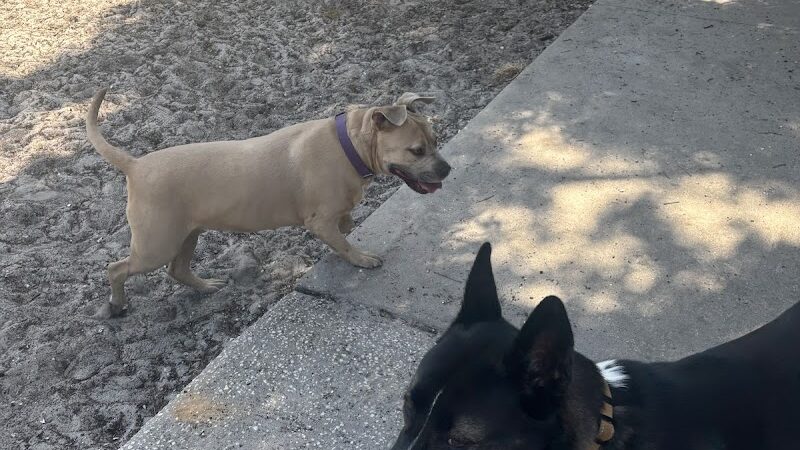 Dog Park at Al Lopez Park - Tampa, FL