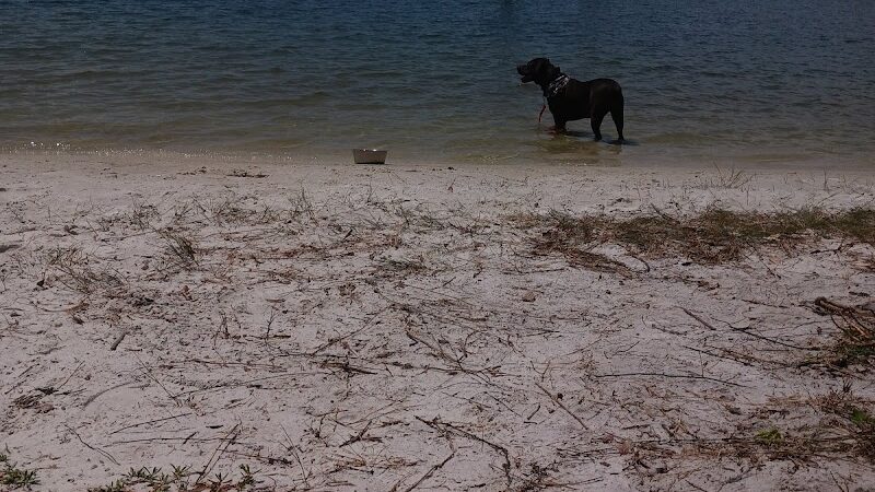 Dog Park Path - Tampa, FL