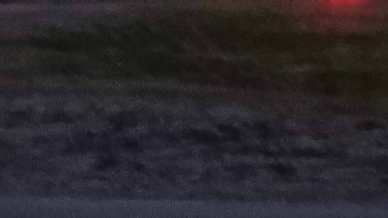 Dog Park Path - Tampa, FL