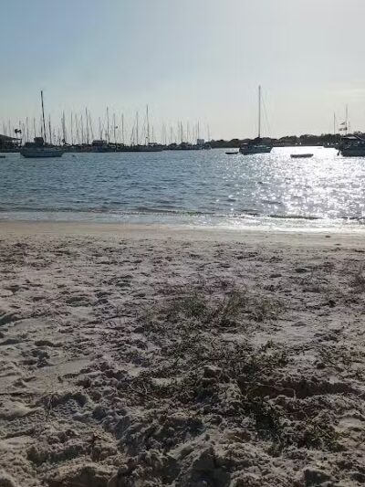 Dog Park Path - Tampa, FL