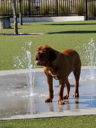 Dog Parks at Julian B. Lane Riverfront Park - Tampa, FL
