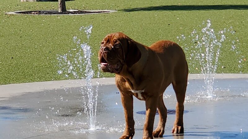 Dog Parks at Julian B. Lane Riverfront Park - Tampa, FL