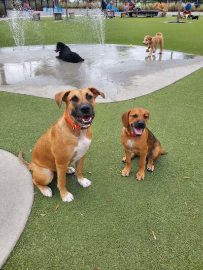 Dog Parks at Julian B. Lane Riverfront Park - Tampa, FL