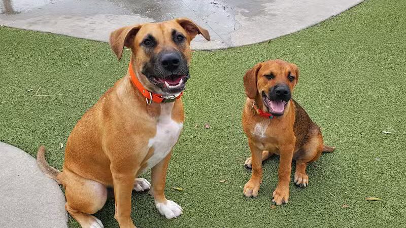 Dog Parks at Julian B. Lane Riverfront Park - Tampa, FL