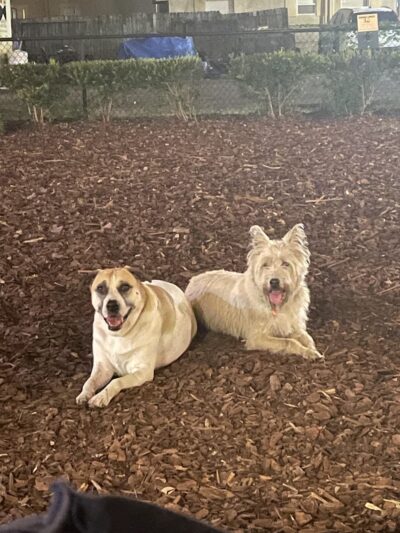 Hair of the Dog Park - Tampa, FL