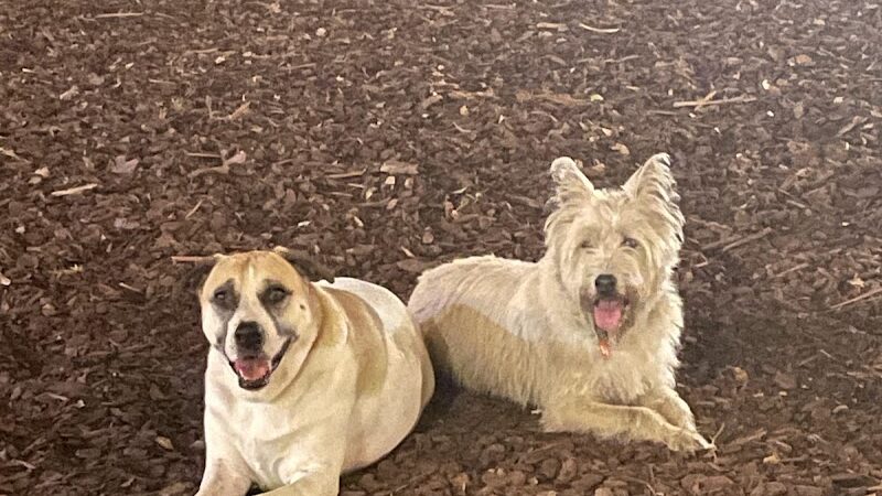 Hair of the Dog Park - Tampa, FL