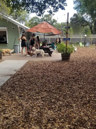 Hair of the Dog Park - Tampa, FL