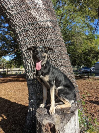Hair of the Dog Park - Tampa, FL