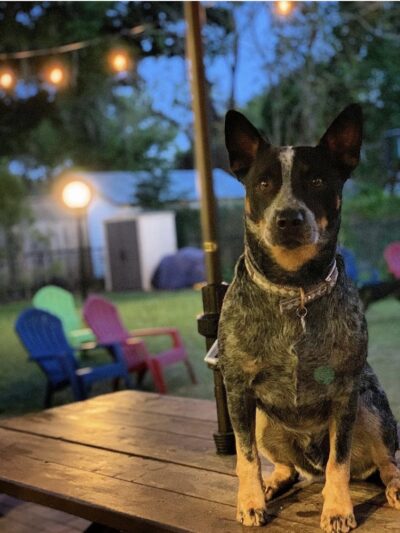 Hair of the Dog Park - Tampa, FL