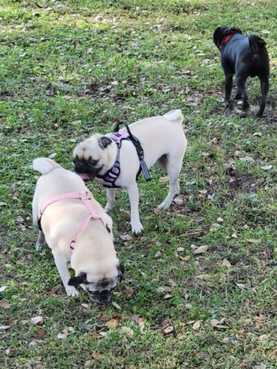 Hair of the Dog Park - Tampa, FL