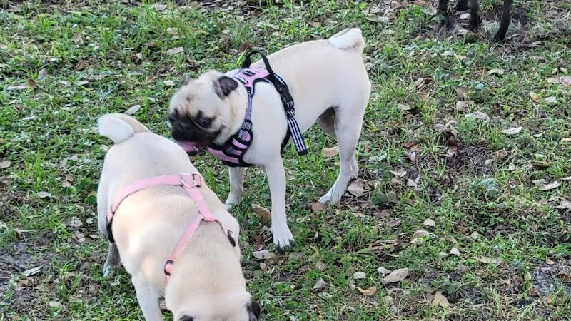 Hair of the Dog Park - Tampa, FL