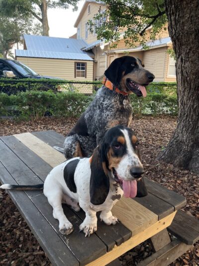Hair of the Dog Park - Tampa, FL