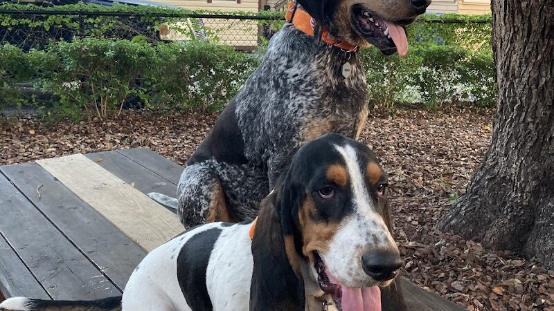Hair of the Dog Park - Tampa, FL
