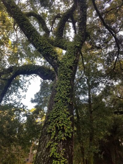 Henry & Ola Park - Tampa, FL