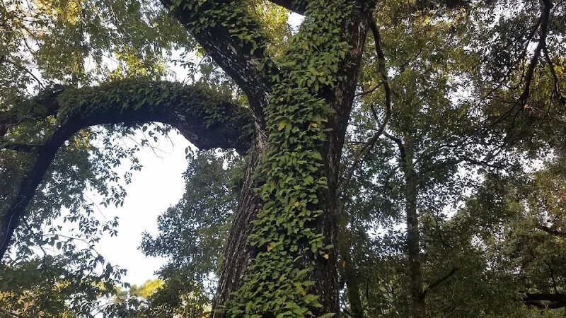 Henry & Ola Park - Tampa, FL