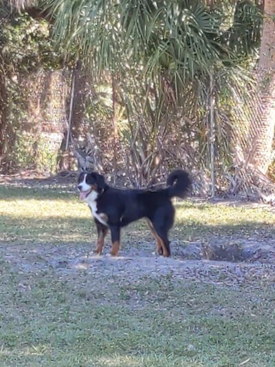 Hyde Park Dog Park - Tampa, FL