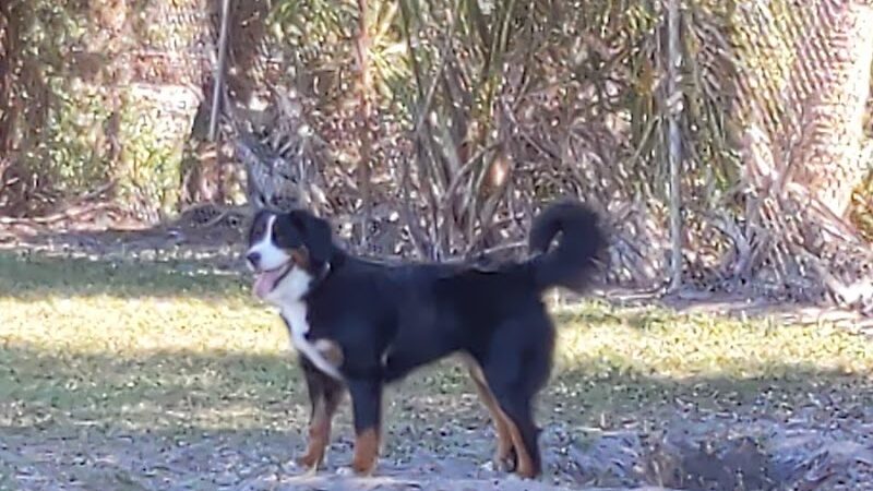 Hyde Park Dog Park - Tampa, FL