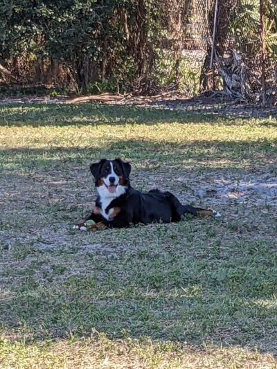 Hyde Park Dog Park - Tampa, FL