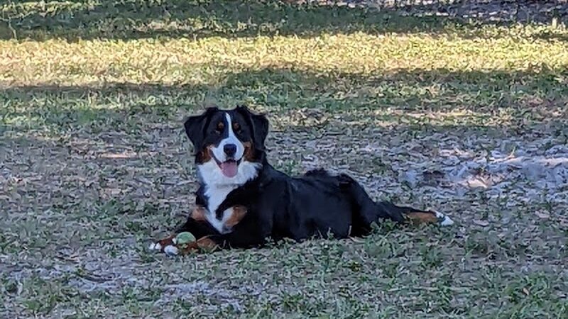 Hyde Park Dog Park - Tampa, FL