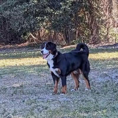 Hyde Park Dog Park - Tampa, FL