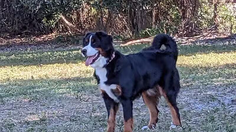 Hyde Park Dog Park - Tampa, FL