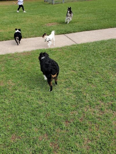 Logan Gate Dog Park - Tampa, FL