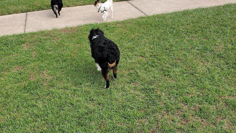 Logan Gate Dog Park - Tampa, FL