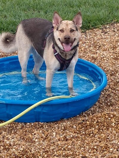 Logan Gate Dog Park - Tampa, FL