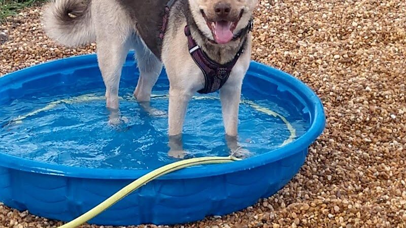 Logan Gate Dog Park - Tampa, FL