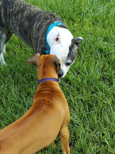 Logan Gate Dog Park - Tampa, FL