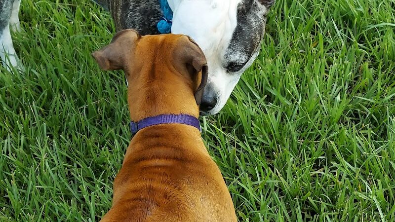 Logan Gate Dog Park - Tampa, FL