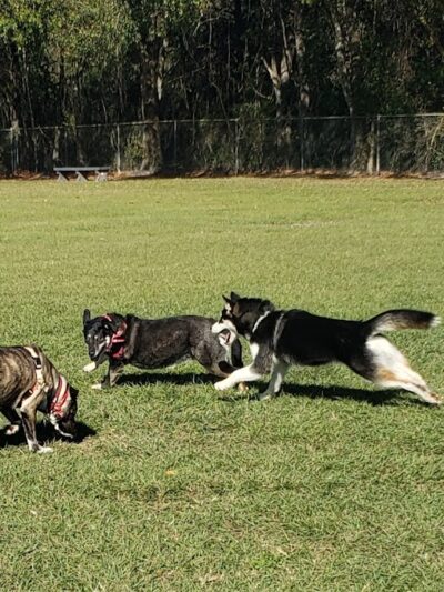 Logan Gate Dog Park - Tampa, FL