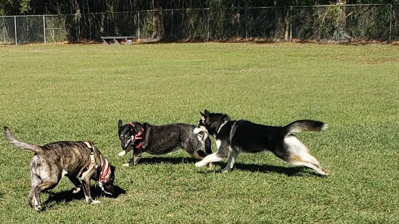 Logan Gate Dog Park - Tampa, FL
